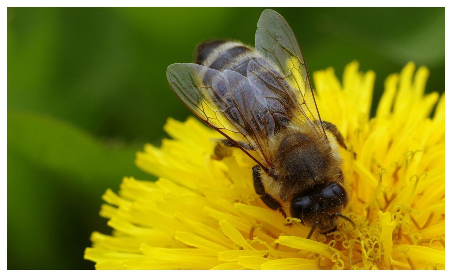 Why Is Honey Not Vegan? Vegan Kind